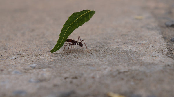 Dunkle Ameise trägt Blatt
