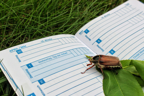 Käfer mit Panzer auf Kalender