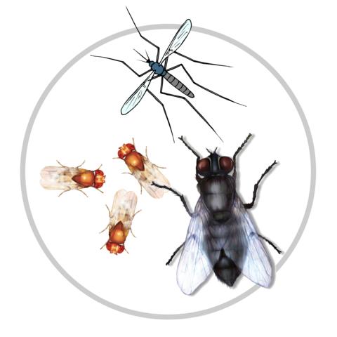Darstellung von Fliegen und Mücken als fliegende Insekten