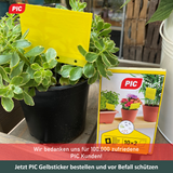 PIC Gelbfalle (Gelbtafel, Gelbsticker)