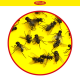 Aeroxon Gelbfalle (Gelbtafel, Gelbsticker)
