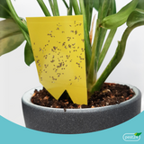 pest24 Gelbsticker - 10x Gelbtafel