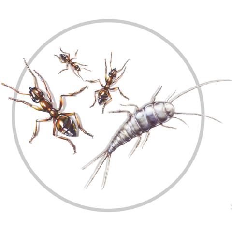 Darstellung von Ameisen und Silberfischchen als kriechende Insekten
